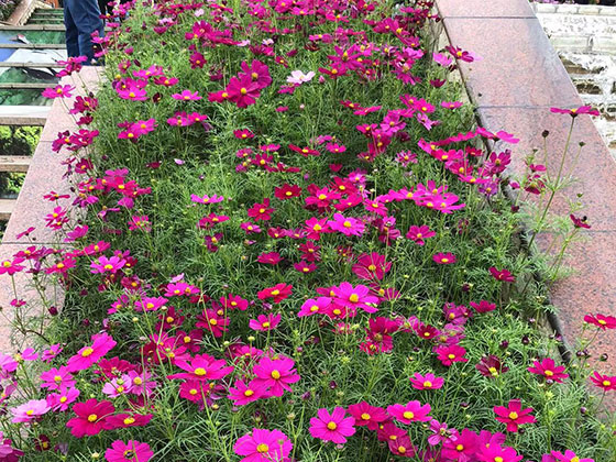 禹州市绿植批发基地|绿化写字楼室外设计